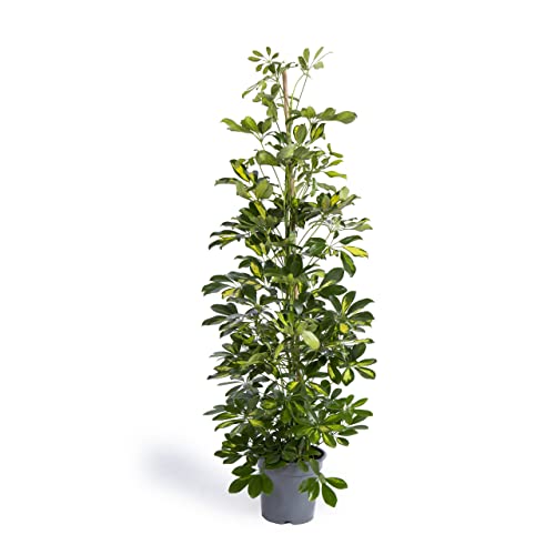 Cool Green - Chefflera Capella | Planta Natural de Interior de 120 - 150 cm de Altura | Ideal para la Decoración del Hogar y de la Oficina