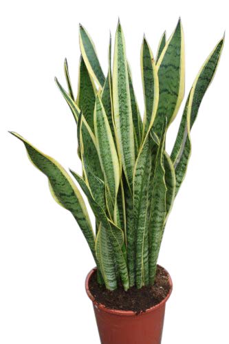 Planta de la casa - Planta para el hogar o la oficina - Sansevaria - lengua de suegra con follaje abigarrado, altura aprox 30 cm