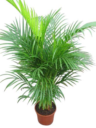 Planta de interior - Planta para la casa o la oficina - Chrysalidocarpus lutescens Palmera Areca - Palmera mariposa - 1 metro
